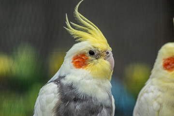 Cockatiel bird with bright yellow head feathers and vivid orange cheeks facing sideways