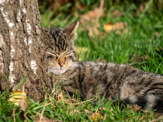 Scottish Wildcat Resting by a Tree