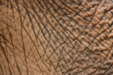 Close up view of an elephant wrinkled, patterned skin highlights its rugged and ancient texture. natural surface features deep folds and grooves, showcasing powerful animal durable, weathered