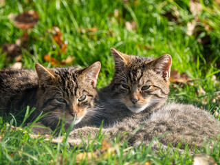 Fototapeta premium Two Scottish Wildcats Playing in the Grass