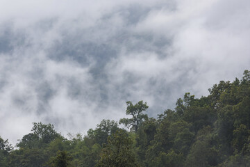 Serene mountain landscape enveloped in dense fog, with lush green forest trees rising into misty clouds, creating tranquil natural scene