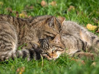 Naklejka premium Two Scottish Wildcats Playing and Licking in the Grass