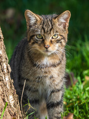 Scottish Wildcat
