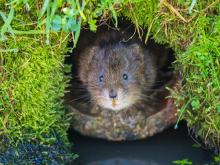 Watrer Vole Looking Out a Burrow