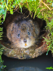 Watrer Vole Looking Out a Burrow