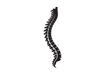 Vector art of human spine anatomy for medical and science use