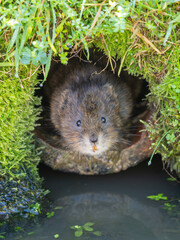 Watrer Vole Looking Out a Burrow