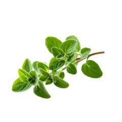 Vibrant green sprig of fresh oregano herb for culinary use and natural ingredients