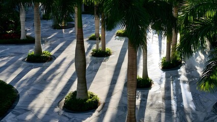 Palm trees planted in circular planters on a polished marble courtyard, their long shadows stretching across the surface. Concept Luxurious marble courtyard with circular palm-tree planters