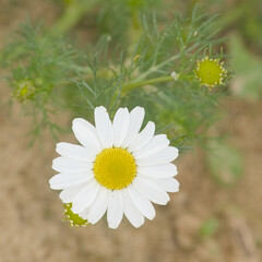 Macro of a single common daisy flower, overhead view - bellis perennis  © Kristof Lauwers