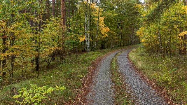 Aerial cobble stone road colorful forest Poland autumn 2 4K. Northern Europe, autumn fall season, brilliant colorful leaves along roads and trails. Farm rural landscape. Outdoor recreation trails.
