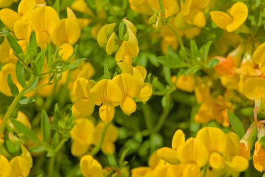 bright yellow bird s foot trefoil flowers- Lotus corniculatus 