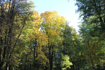 autumn forest in the morning