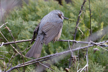relaxing japanese bush warbler