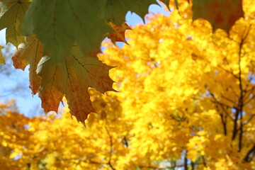yellow autumn leaves, autumn leaves in the sky