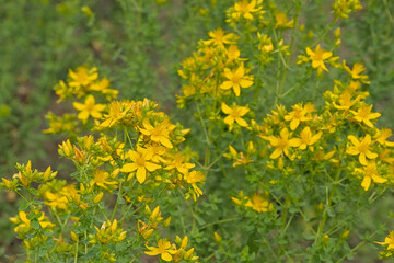 Bright yellow marsh marigold flowers in the swamp - Caltha palustris. 