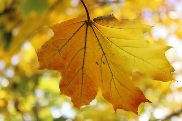 autumn leaves background, maple colored leaves in autumn