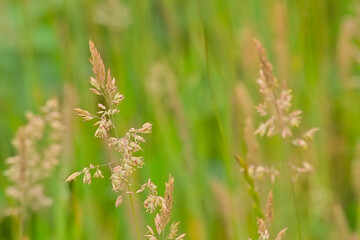 Closeup of bright red oak galls on a green leaf 