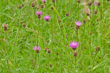 Obraz premium Overhead view on the purple flowers of brown knapweed - Centaurea jacea 