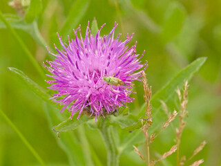 Macro of a the green nymph of potato capsid bug on a purple thistle flower, selective focus - Closterotomus norwegicus 