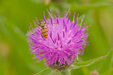  Macro of a yellow marmalade hoverfly on a pink milk thistle flower, selective foucs on a green bokeh background - Episyrphus balteatus - Silybum marianum
