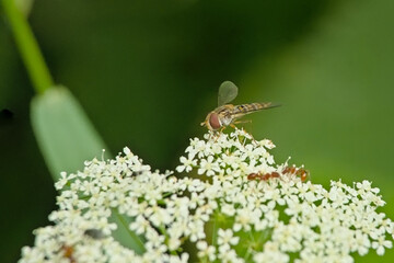  Macro of a yellow marmalade hoverfly on a white wild carrot flower, selective foucs on a green bokeh background - Episyrphus balteatu - aetusa cynapium