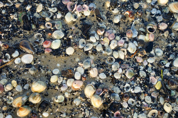 A pile of shells and other debris on the beach