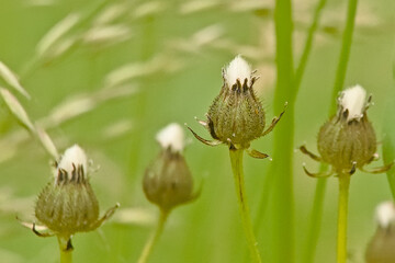 Closeup of bright red oak galls on a green leaf 