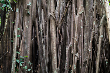 Tropical Mangrove Forest with Straight Trunks Forming a Natural Striped Pattern
