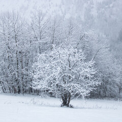 arbres enneigés, scène hivernale, arbres recouverts de neige, saison, montagne, froid, météo
