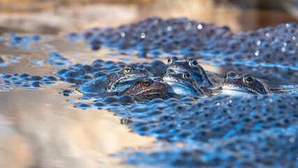 Common frogs lies in the water in a pond during mating time at springtime. Lots of frog eggs. Animal photography taken in Sweden in April, early spring.