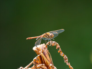 Female Common Darter Drogonfly Resting