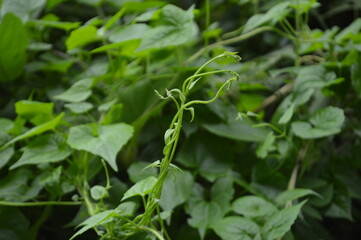 Close-up of green leaves with natural background in daylight