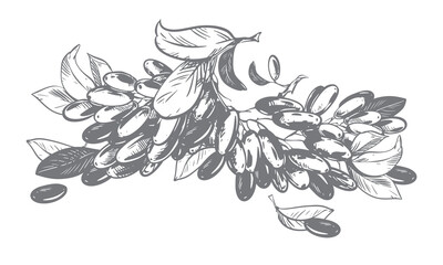 Line sketch of a barberry. Vector illustration of a sour berry. Imitation of an old engraving. Barberry branches lie on a table. Ink drawing.