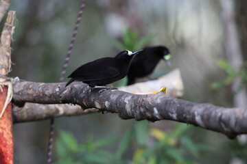 The short-tailed paradigalla (Paradigalla brevicauda) is a species of bird-of-paradise. This photo was taken in Papua new guinea.