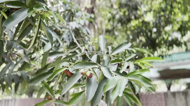 Sapota fruit growing among green leaves on tree branch in tropical garden