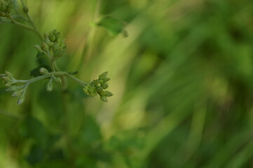Close-up of green leaves on vines with bright natural light and soft background