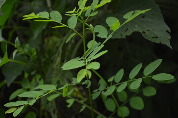 Close-up of green leaves with natural background in daylight