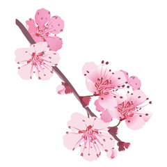 Vector sakura flowers. Isolated realistic cherry bouquet. Spring, time for festivals. Onnu is traditionally a revered flower in Japan and China. Flowers for Mother's Day.