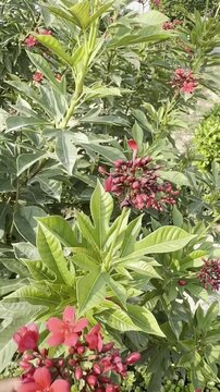 Vibrant Jatropha integerrima flowers bloom in dynamic natural sunlight