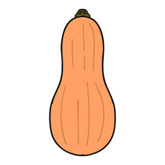 手書き_バターナッツカボチャ_01