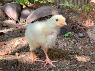 little chicken in the garden