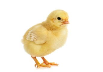 Fototapeta premium Cute Yellow Baby Chick Standing on White Background