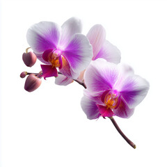 Obraz premium phalaenopsis orchid flower on white background