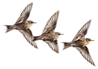 PNG Flock of 4 swifts birds flying synchronized.