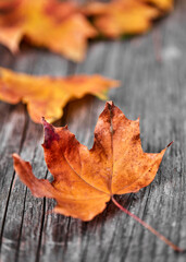 A dry leaf, symbol of Autumn