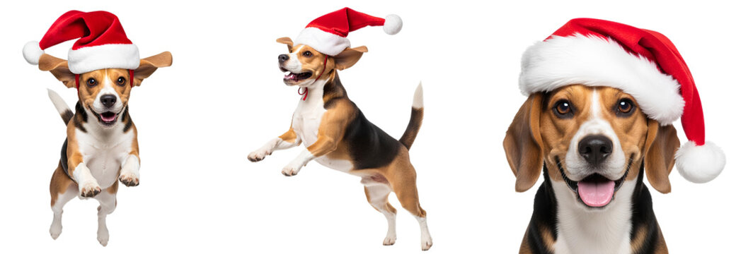 Beagle dog set wearing a festive red Santa Claus hat, mid air leap PNG. Adorable Beagle canine pet for Christmas isolated. Dog smiling with ret santa hat on its head PNG - Powered by Adobe