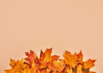 Autumn leafs on orange background