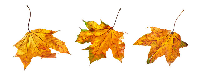Autumn leaves isolated on white background