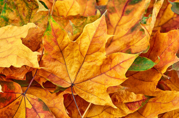 Autumn orange leafs pile close up